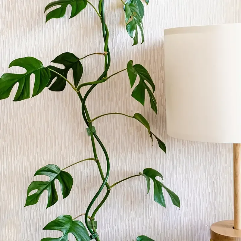 Clips para plantas trepadoras